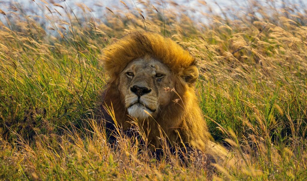 5-Day Tarangire, Serengeti & Ngorongoro Crater Adventure of Lifetime