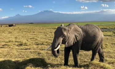 7-Day Amboseli, Naivasha, Nakuru & Mara Classic Safari